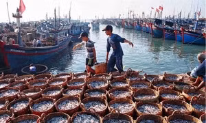 Đồng Tháp quản lý chặt đội tàu khai thác hải sản