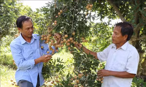 Xã đảo Tam Hiệp chuyển mình xây dựng nông thôn mới