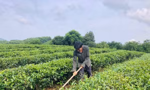 Hiệu quả nguồn vốn tín dụng chính sách