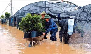 Huy động tổng lực phòng, chống mưa lũ