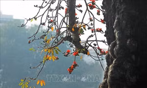 Ngắm Hà Nội trong khoảnh khắc giao mùa