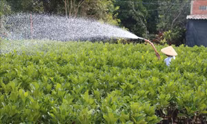 Cây giống mít, sầu riêng tăng giá, hút hàng