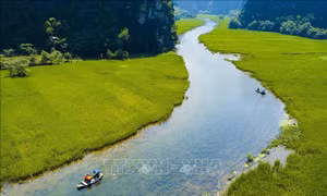 Đắm say Tam Cốc trong mùa lúa xanh ngút ngàn
