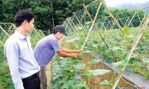 Thực hiện chính sách giảm nghèo bền vững cho các huyện miền núi ở Quảng Ngãi