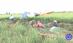 Giá sả thương phẩm tại vùng chuyên canh lớn nhất tỉnh Tiền Giang tăng trở lại