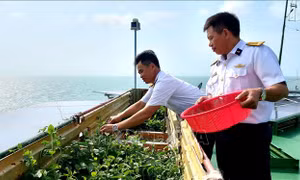 Tăng gia trên nhà giàn giữa biển khơi mênh mông, quanh năm sóng gió