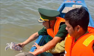 Thả đồi mồi và vích về biển