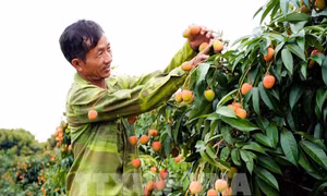 Giá vải thiều tăng cao, Bắc Ninh thu hơn 2.600 tỷ đồng sau những ngày đầu vụ