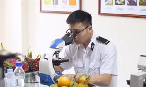 Hỗ trợ doanh nghiệp tuân thủ kiểm dịch động, thực vật trong xuất nhập khẩu nông sản