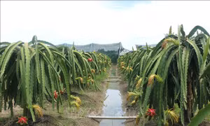 Tiêu thụ khó khăn, nhiều vườn thanh long ở Long An bị bỏ hoang