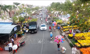 Trên 500.000 cây cảnh tại chợ hoa Xuân Kỷ Hợi 2019 ở Tây Ninh