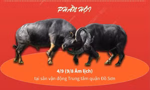Hấp dẫn Lễ hội chọi trâu truyền thống Đồ Sơn 2022