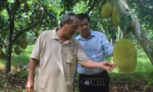 Thu tiền tỷ mỗi năm từ trồng mít