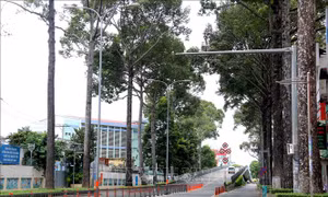 TP Hồ Chí Minh: Lượng phương tiện lưu thông giảm 85% trong sáng 23/8