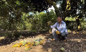 Nông dân Đồng Nai điêu đứng vì giá xoài giảm còn 1.000 đồng/kg