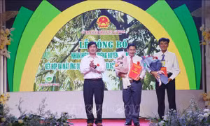 Đắk Lắk công bố nhãn hiệu tập thể Sầu riêng Cư M’Gar