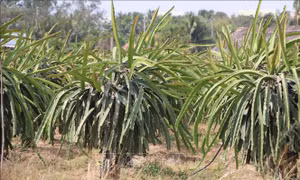Chủ động các giải pháp phòng ngừa, ứng phó xâm nhập mặn