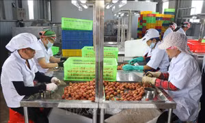 Một vụ vải thiều thắng lợi