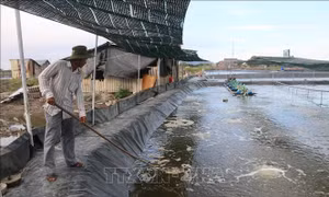 Hiệu quả từ mô hình chuyển đổi từ ruộng muối sang nuôi tôm