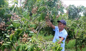 Làm giàu nhờ mô hình trang trại tổng hợp