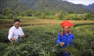 Nông dân Lai Châu phấn khởi vì ớt được mùa, được giá