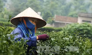 Bảo tồn và phát huy giá trị chè trung du