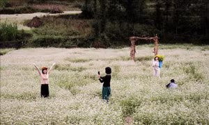Hà Giang mùa hoa tam giác mạch