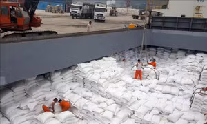 Nguyên nhân giá gạo Việt Nam thấp nhất trong 12 năm qua