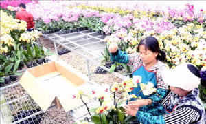 Bản quyền giống: Điểm yếu của xuất khẩu hoa Việt Nam