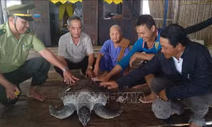 Thả rùa biển quý hiếm về môi trường tự nhiên