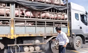 Tăng cường kiểm soát buôn lậu, vận chuyển trái phép động vật, sản phẩm động vật 