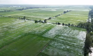 Tây Ninh khẩn trương ứng phó lũ lớn, bảo vệ hơn 62.000 ha lúa vụ Thu Đông