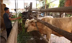 Hỗ trợ kinh phí cho 1.000 hộ nghèo, cận nghèo phát triển kinh tế