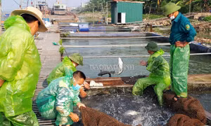 Hiệu quả từ ấp trứng bằng bình vây trong sản xuất cá chép giống