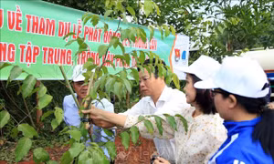 Trồng cây, gây rừng gắn với phát triển bền vững