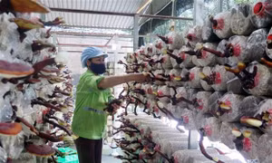 Chương trình hành động phát triển và ứng dụng công nghệ sinh học
