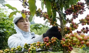 Không còn thời gian 'chần chừ' để thực hiện mục tiêu phát triển bền vững