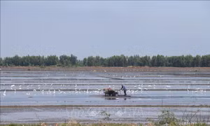 Xuống giống nhanh vụ lúa Đông Xuân