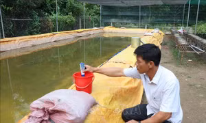 Nước mặn bủa vây Đồng bằng sông Cửu Long - Bài cuối: Vì sinh kế người dân