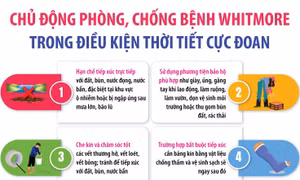 Chủ động phòng, chống bệnh Whitmore trong điều kiện thời tiết cực đoan