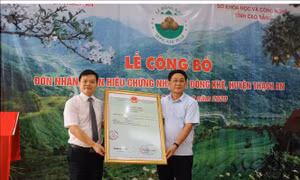 Cao Bằng đón nhận nhãn hiệu chứng nhận lê Đông Khê