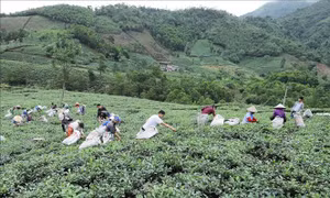 Phát triển chè thành sản phẩm nông nghiệp chủ lực