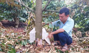 Gia Lai: Điều tra vụ kẻ gian phá hoại sầu riêng đang thời kỳ thu hoạch
