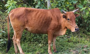 Cấp bách phòng, chống dịch bệnh viêm da nổi cục trên trâu, bò