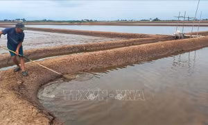 Thời tiết bất lợi, người nuôi Artemia tại Bạc Liêu gặp khó