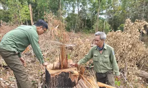 Gia Lai phát hiện hàng chục cây gỗ bị cưa hạ trái phép ở rừng phòng hộ