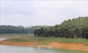 Mở rộng hệ sinh thái không tiền mặt - Bài 3: Chi trả dịch vụ môi trường rừng không dùng tiền mặt