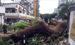 Vụ đổ cây trong trường học: Thăm hỏi và hỗ trợ các nạn nhân