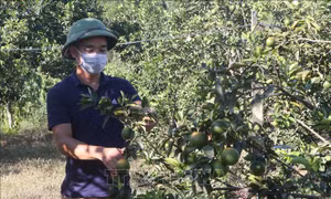 Lập Hội đồng thẩm định Báo cáo Chương trình mục tiêu quốc gia Giảm nghèo bền vững giai đoạn 2021-2025