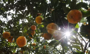 Nâng tầm trái cây Việt